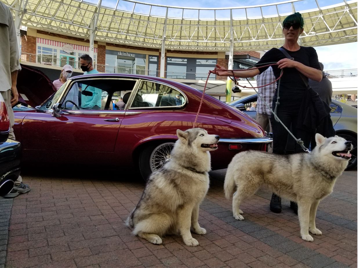 Beautiful dogs posed in front of a beautiful car!