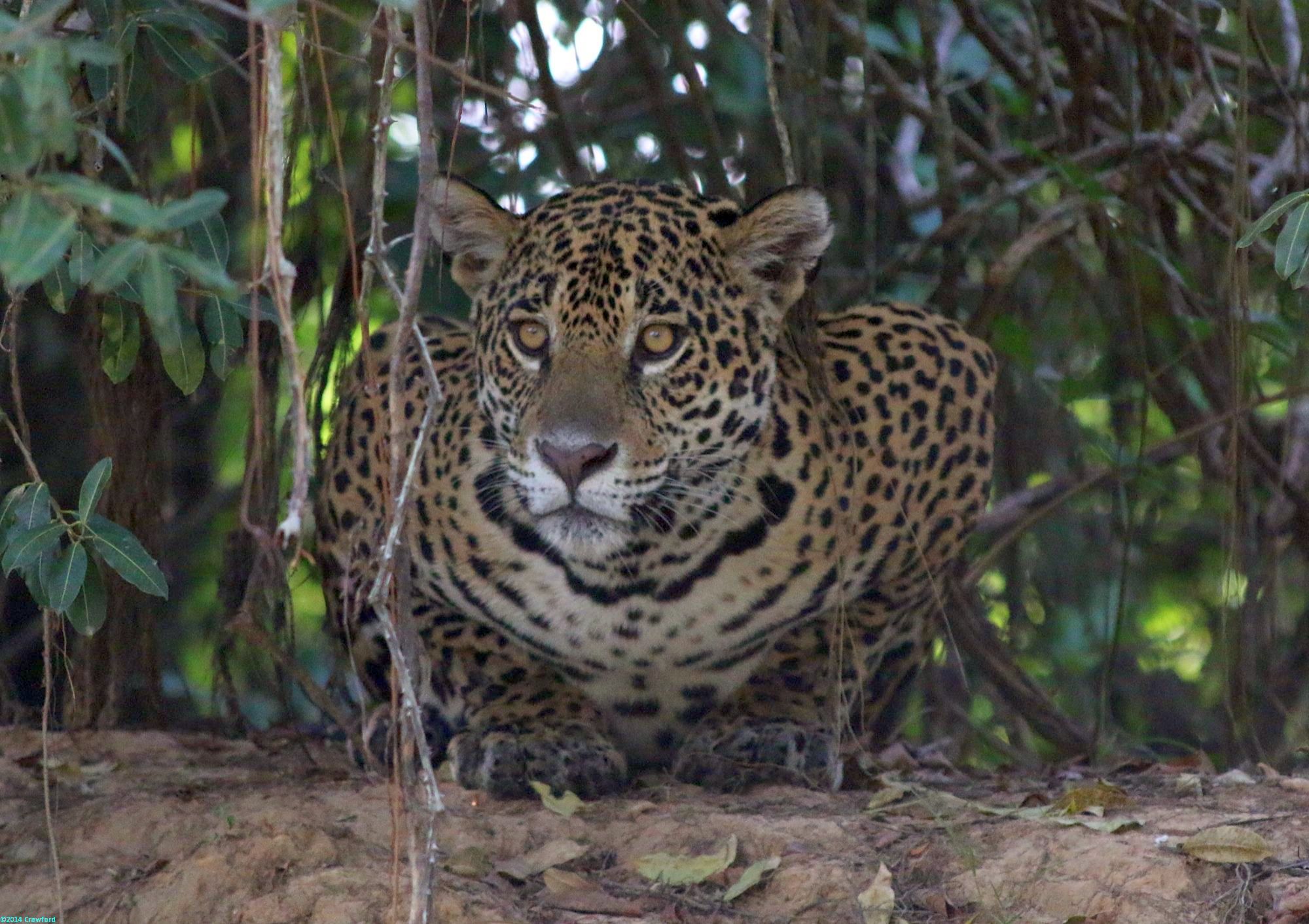 Jaguars with Claws - Pantanal, Brazil  (by Hazel Crawford, JCOF)